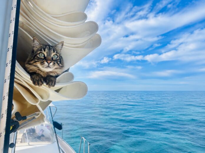 IGOR il gatto nuotatore spunta dalle vele di una barca a vela sul mare turchese dell'Ogliastra