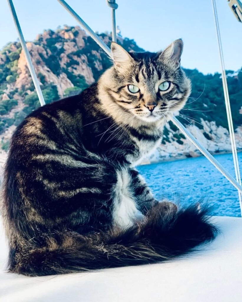 IGOR il gatto nuotatore sorveglia la rotta lungo le coste dell'Ogliastra.