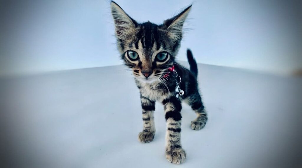 Lo sguardo vispo di IGOR il gatto nuotatore quando era ancora un cucciolo alle prime armi.