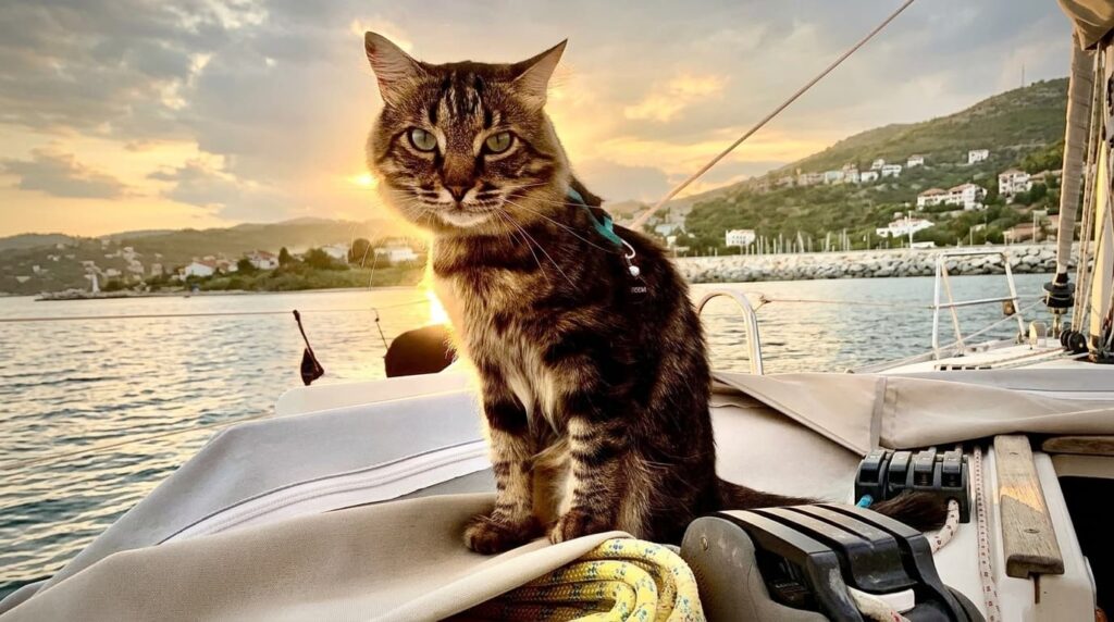 IGOR il gatto nuotatore seduto sul ponte della barca al tramonto