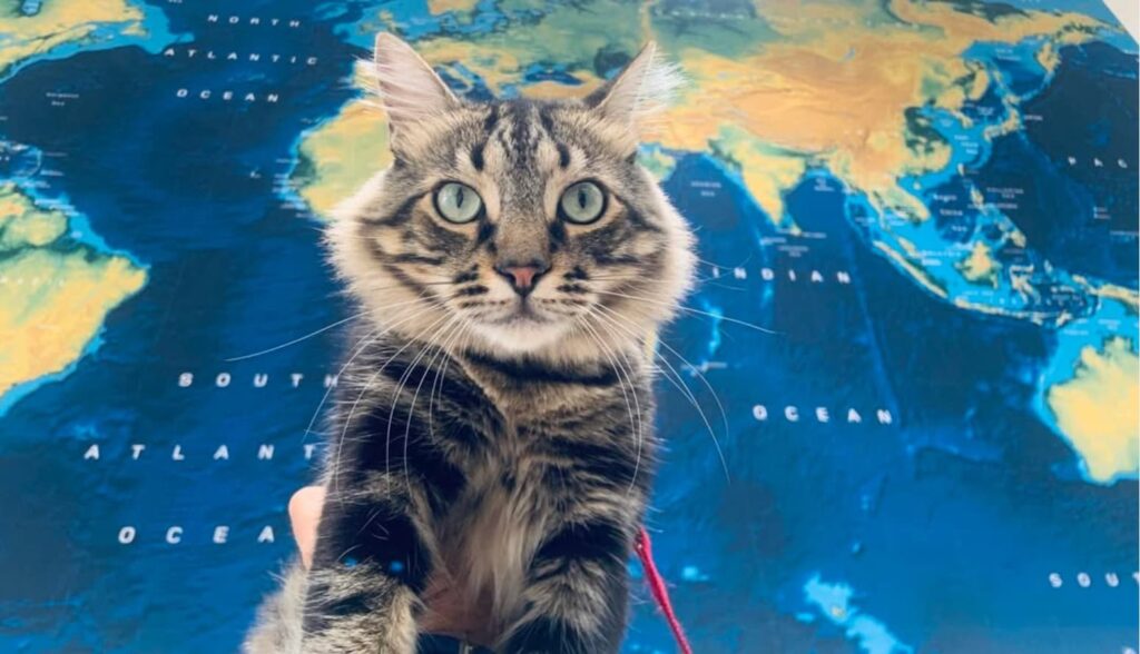IGOR il gatto nuotatore con uno sfondo del mappamondo durante i suoi viaggi in Europa
