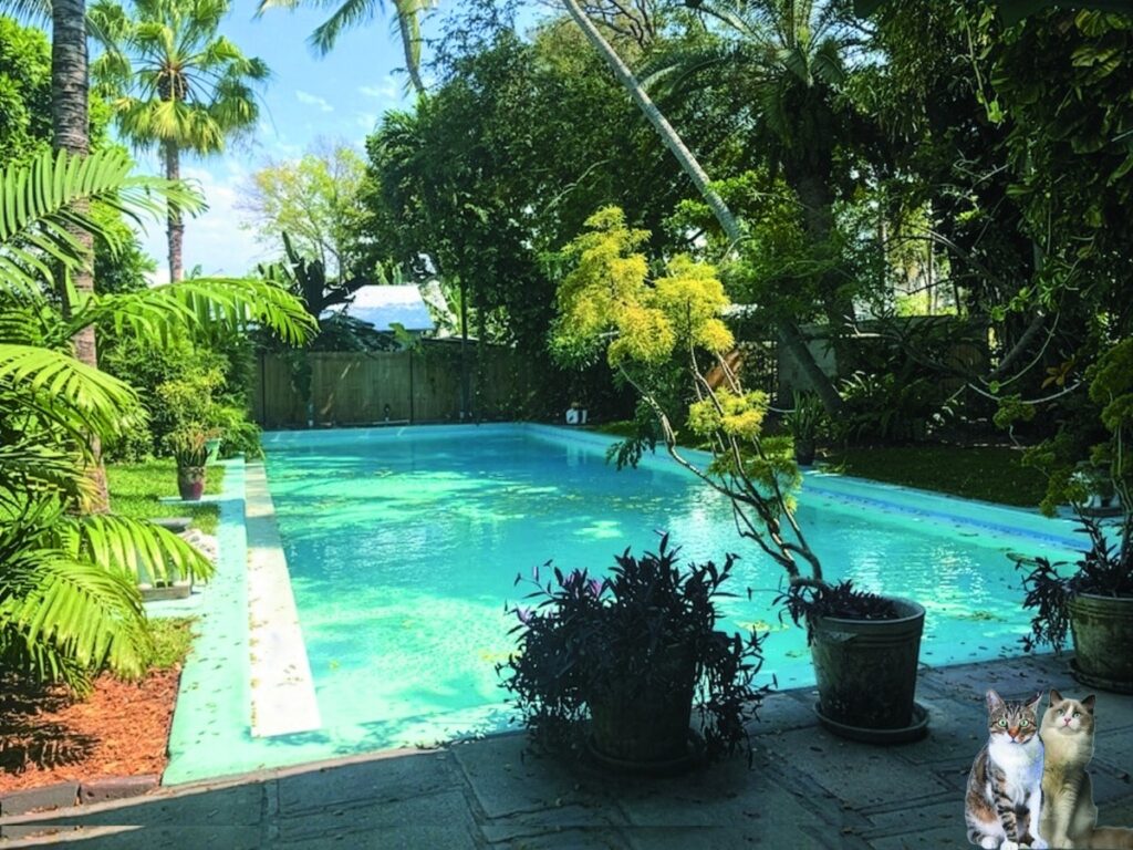 La piscina immersa nel giardino tropicale della casa di Ernest Hemingway a Key West con due gatti in primo piano.