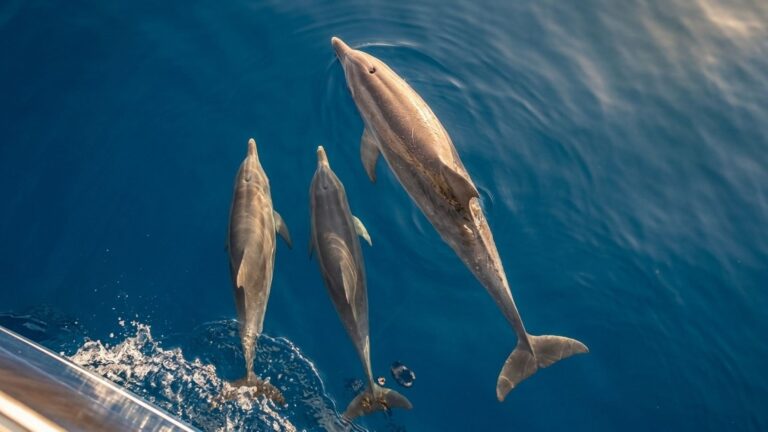 Tre delfini in mare aperto nuotano sotto la superficie dell'acqua limpida, ripresi dall'alto.