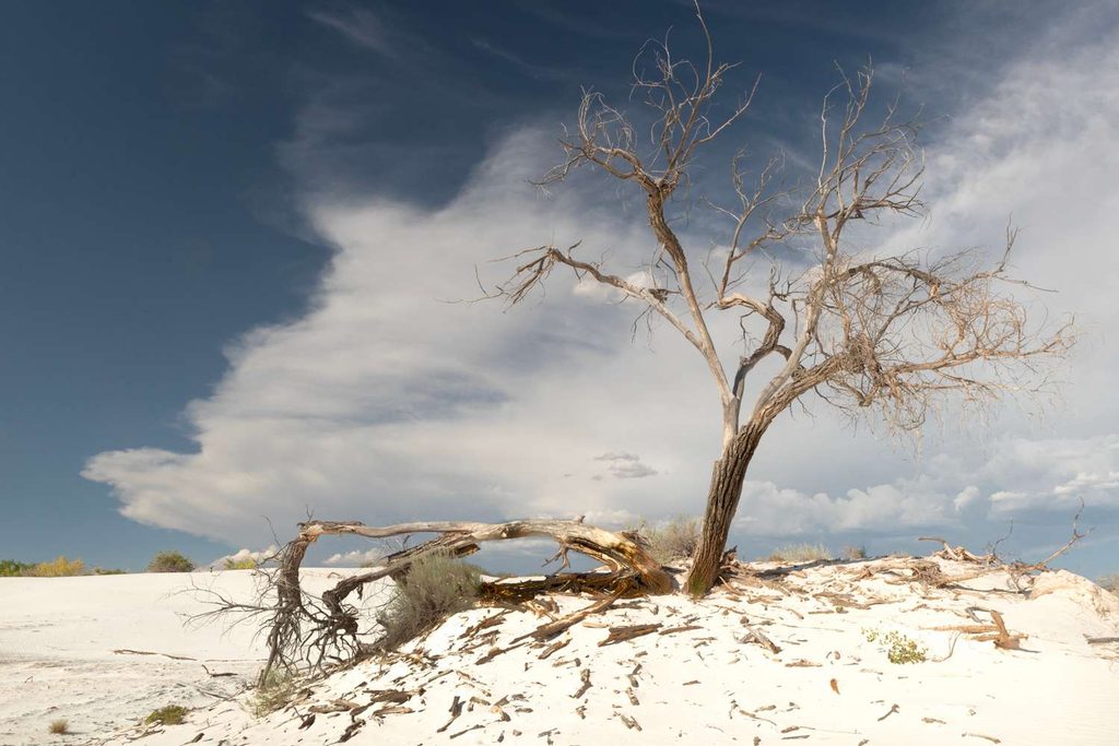 Un solitario cespuglio verde cresce rigoglioso tra le increspature sinuose delle dune di sabbia bianca sotto il sole.

