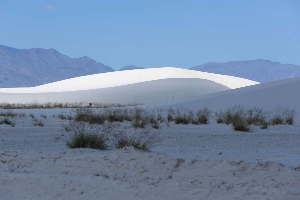 Scorcio della flora tipica del deserto di White Sands radicata tra le increspature del gesso candido.