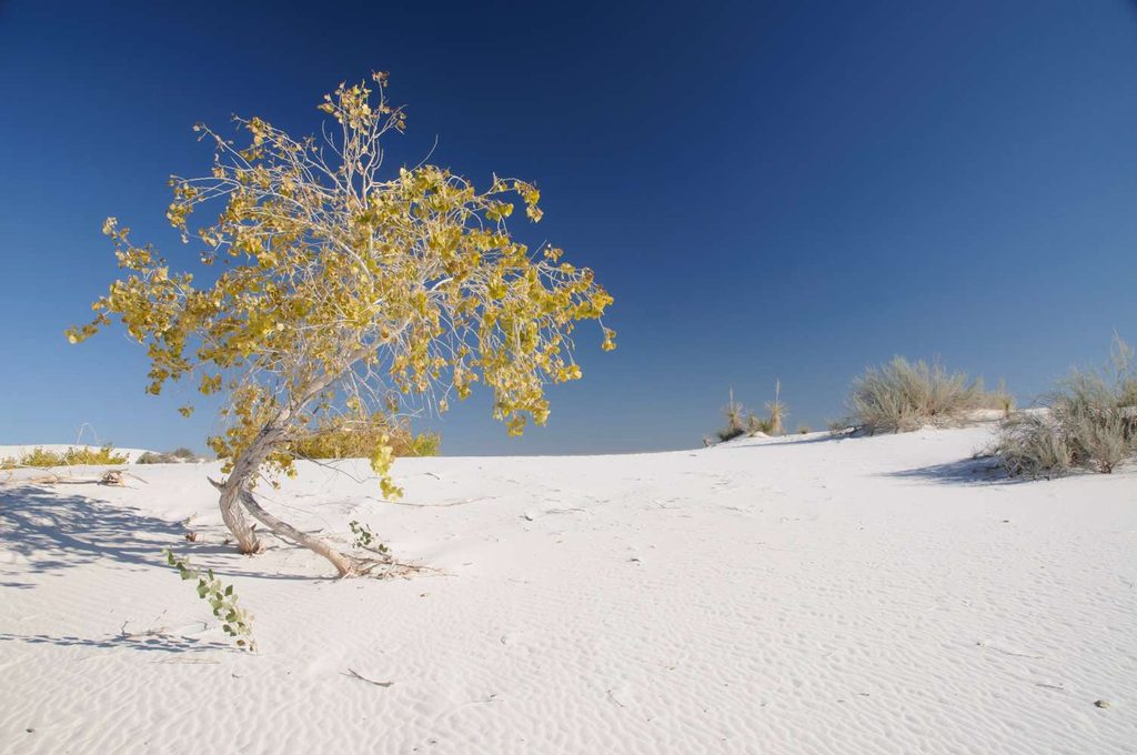Paesaggio panoramico di White Sands con macchie di vegetazione sparse lungo la cresta delle dune.