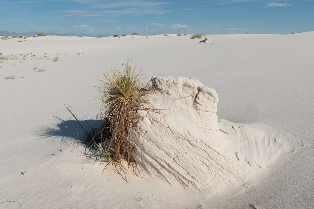 Un cespuglio desertico in primo piano che contrasta con le curve perfette delle dune bianche di White Sands.