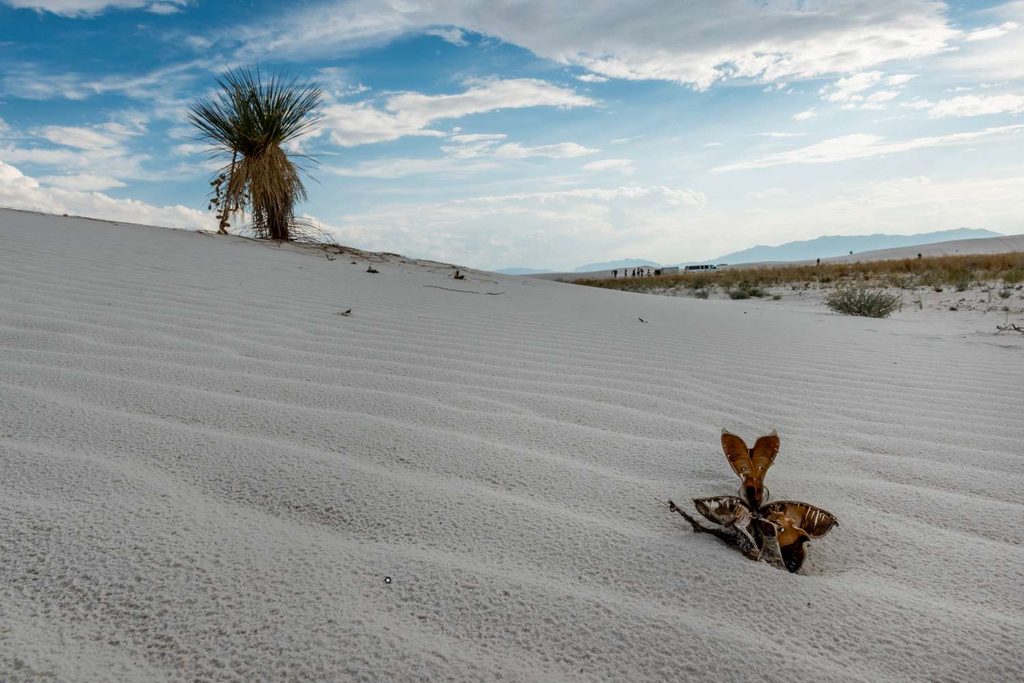 Cespugli e piante del deserto illuminati dal sole lungo le dune di gesso di White Sands.