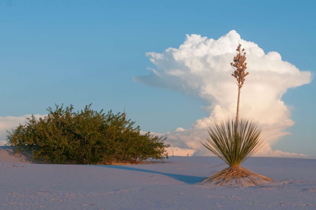 Paesaggio di White Sands, nel New Mexico, con dune di sabbia bianca, vegetazione desertica e una grande nuvola bianca che si staglia nel cielo azzurro, illuminata dalla luce calda del tramonto.