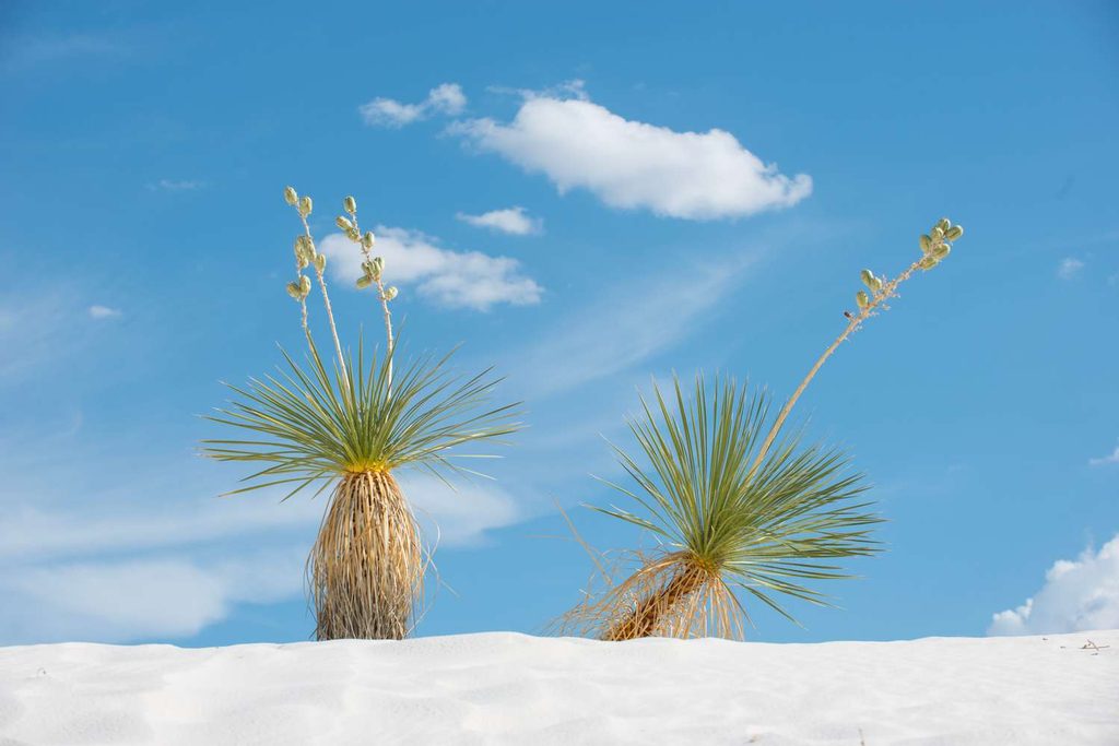 Una fotografia dal basso che mostra due grandi piante di Yucca rostrata (nota anche come Yucca a becco o Yucca del Texas) con le loro caratteristiche foglie a punta e lunghe, che emergono da una duna di sabbia gessosa e bianca. Ciascuna pianta ha uno o più alti steli floreali che si ergono verso un cielo azzurro brillante, punteggiato da alcune nuvole bianche e soffici. L'esposizione è in piena luce delurna.